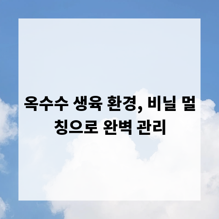 옥수수 생육 환경, 비닐 멀칭으로 완벽 관리